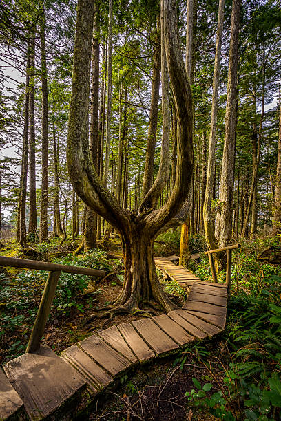 istock Wooden winding path in the green forest 618827946