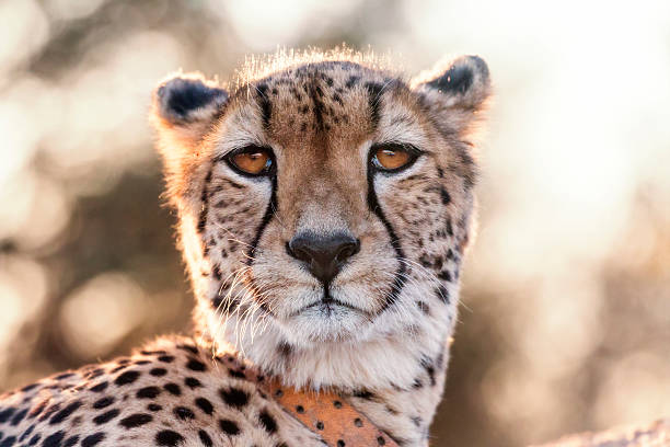 cheetah looking at the camera - kruger national park national park southern africa africa imagens e fotografias de stock