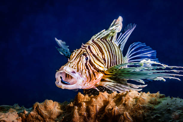 Lionfish and cleaning wrasse Red Lionfish (Pterois volitans) having its mouth cleaned by a Bluestreak Cleaner Wrasse (Labroides dimidiatus). labroides dimidiatus stock pictures, royalty-free photos & images
