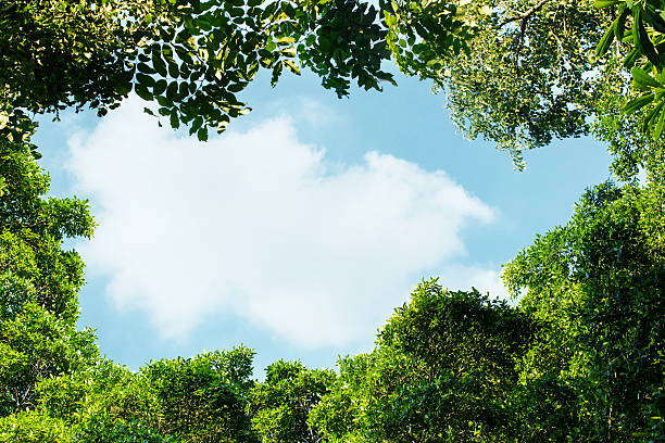 istock Green Leaves of Tree Frame the sky 618829706