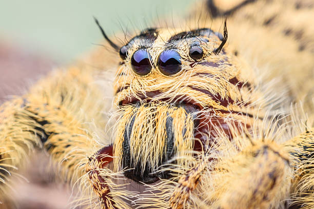 istock Female Hyllus diardi or Jumping spider 618829716