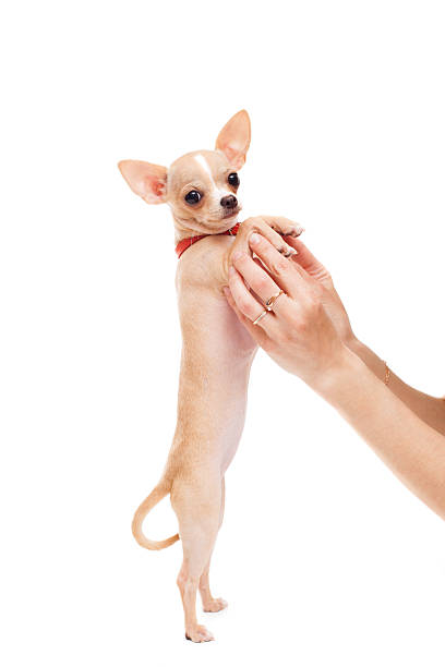 mãos de mulher estão segurando filhote de chihuahua - chihuahua stroking pets human hand - fotografias e filmes do acervo