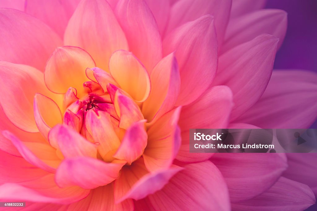 Fleur de dahlia coloré - Photo de Fleur - Flore libre de droits