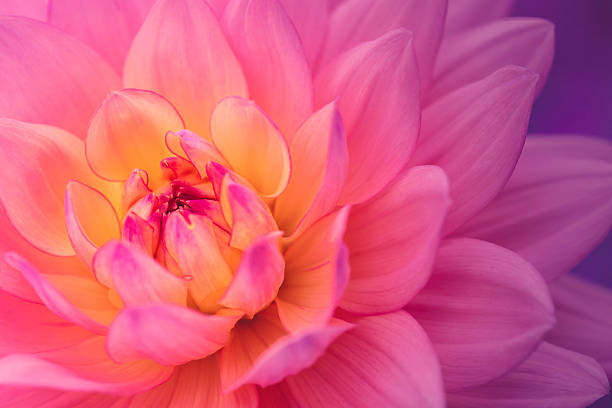 fleur de dahlia coloré - purple single flower flower photography photos et images de collection