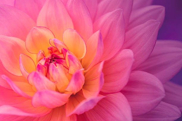 Colorful dahlia flower A colorful dahlia up close. flower head stock pictures, royalty-free photos & images