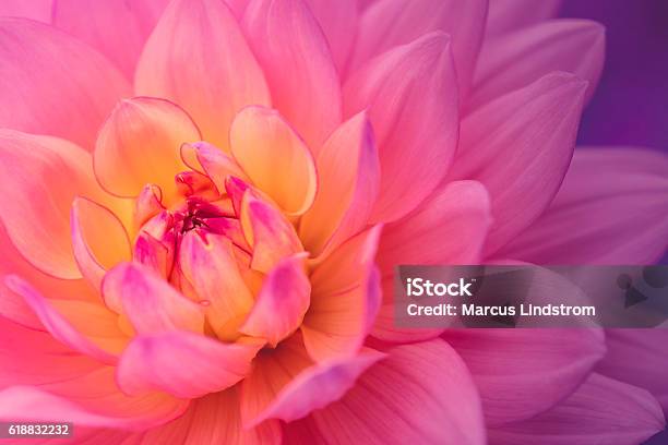 Colorful Dahlia Flower Stock Photo - Download Image Now - Flower, Pink Color, Close-up