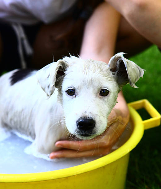 istock kids wash stray white puppy in yellow basin 618832418
