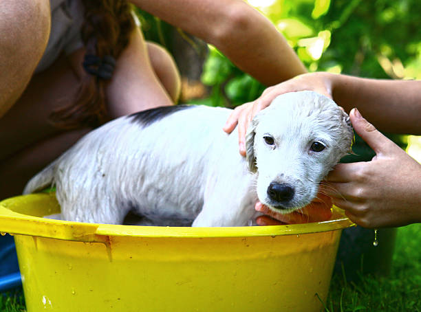 istock kids wash stray white puppy in yellow basin 618832444