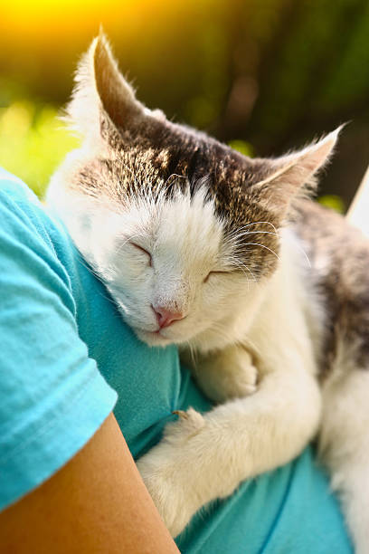 istock cat close up portrait on blue wall background 618832470