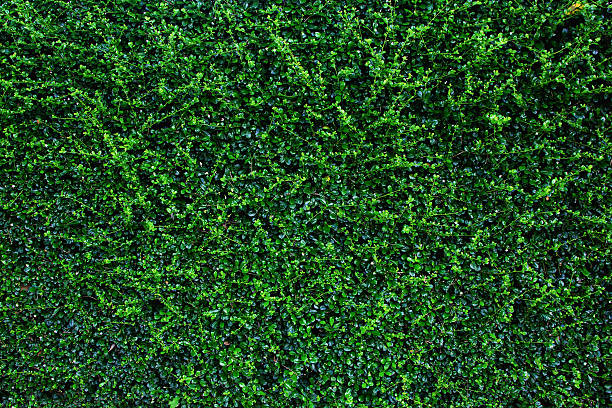 istock green leaves natural wall. 618832694