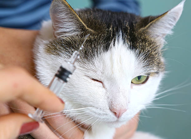 istock cat owner at veterinarians vaccination injection 618832758