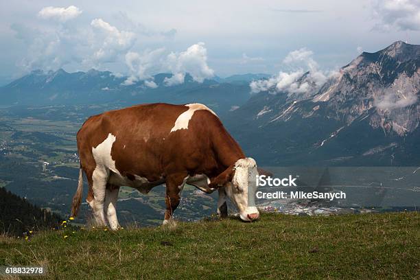 Simmentaler On Mountain Meadow Stock Photo - Download Image Now - Agriculture, Animal, Austria