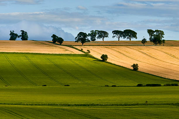 istock The young shoots of grain on the background 618833400