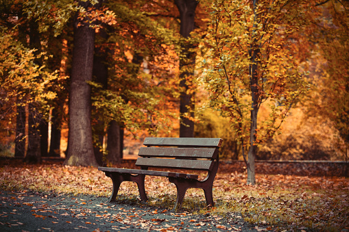 Bench in a park on a sunny autumn's day