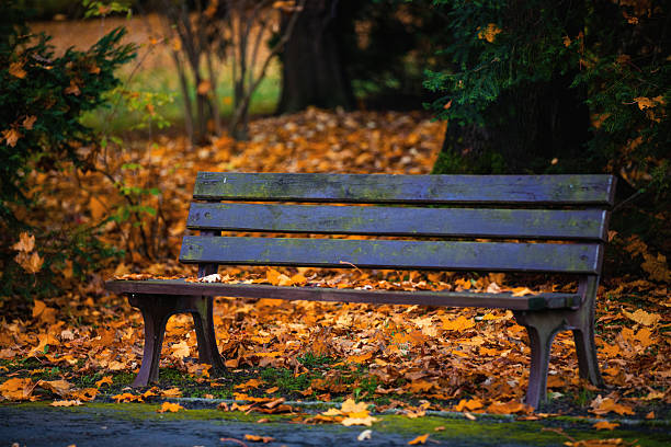 istock Old bench in the park 618834360