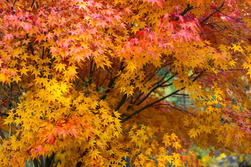 Maple in old japanese garden in autumn time