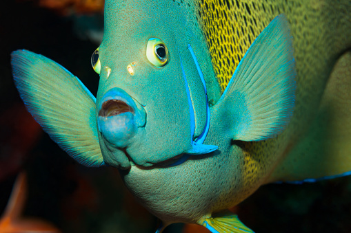 Portrait of a Semicircle angelfish Pomacanthus semicirculatus at an outer reef at 15m depth 