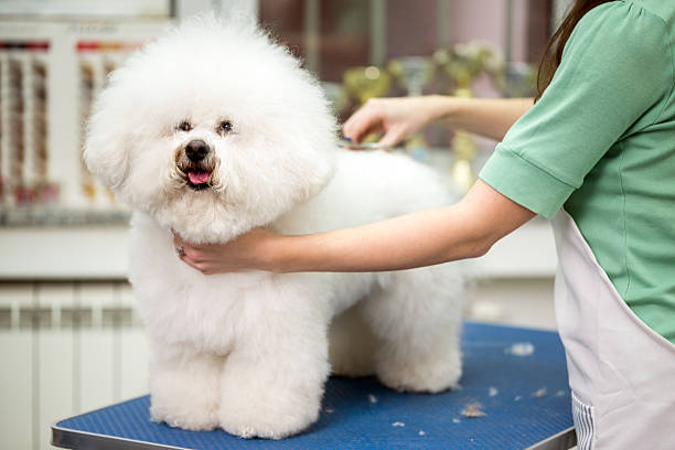 istock Bichon Fries grooming 618835334