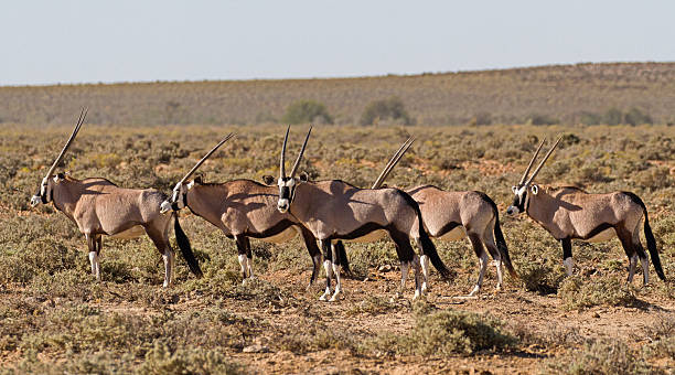 istock Gemsbok in Karoo area, South Africa 618836412