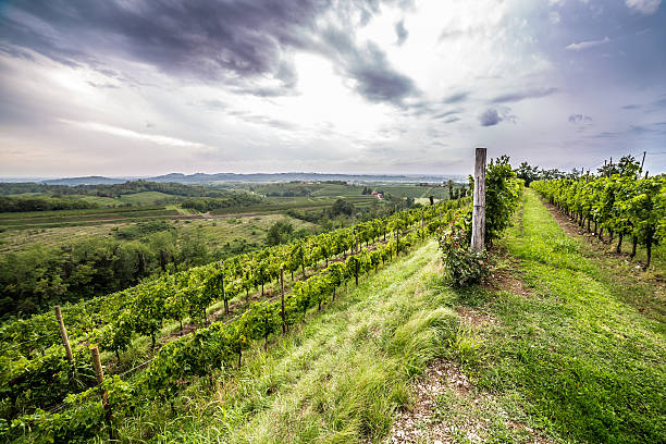 istock grapevine field in the italian countryside 618836512