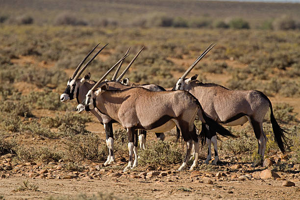 istock Gemsbok in Karoo area, South Africa 618836632