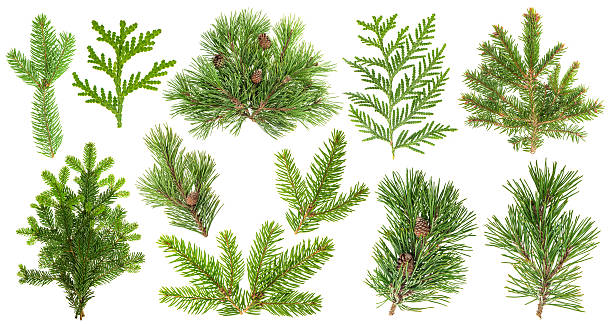 istock Set of coniferous tree branches. Spruce pine thuja fir cone 618836756