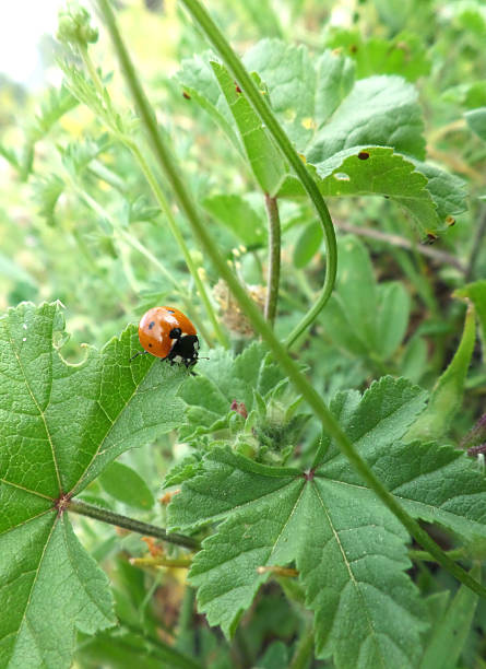 istock Red Ladybug Walking on the edge of Green Leaf 618837468