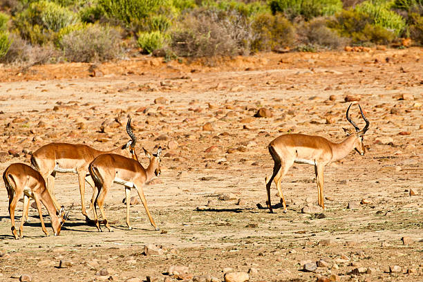 istock Springboks in Karoo area, South Africa 618837648
