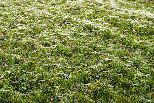 istock Autumn carpet of grass and spider web. 618838056