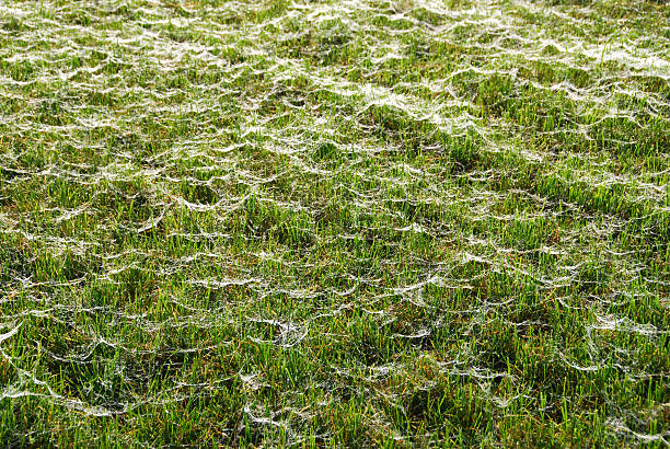 Autumn carpet of grass and spider web. Autumn Carpet of grass and spider webs. spinning web stock pictures, royalty-free photos & images
