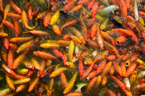 Busy Crowded Hungry Colorful Koi fish or fancy carp flock For Food on water pond