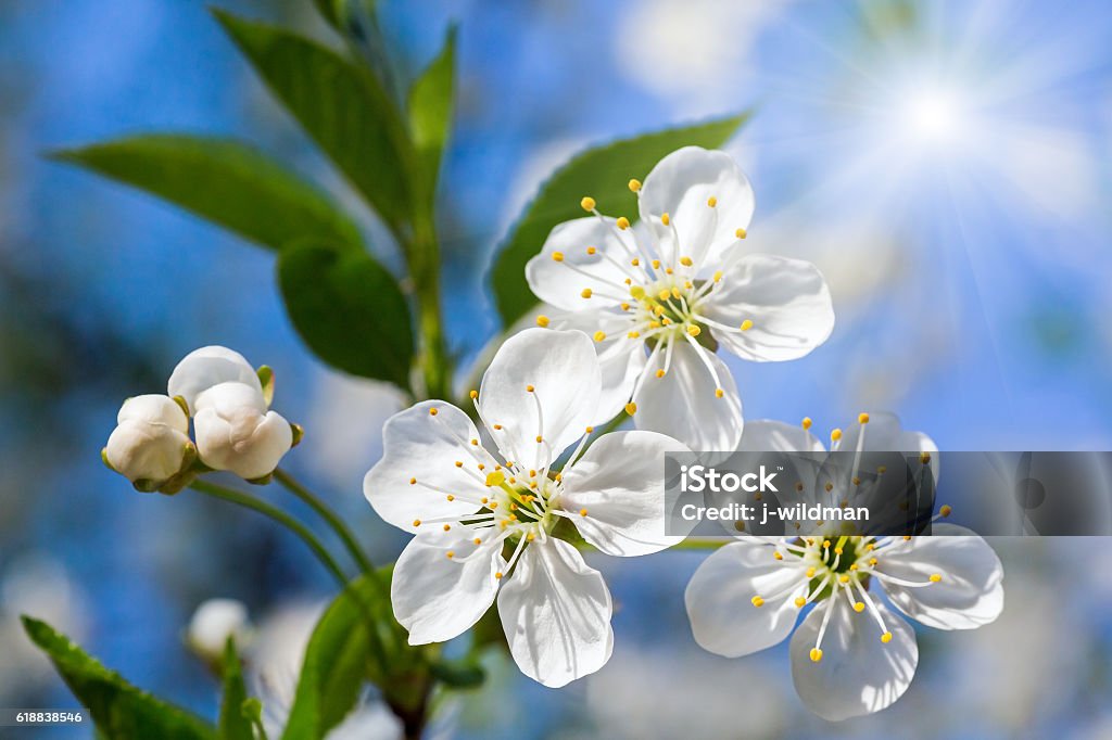 White blossoming cherry tree twig White blossoming twig of cherry tree in sunshiny spring garden (closeup). April Stock Photo