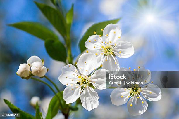 White Blossoming Cherry Tree Twig Stock Photo - Download Image Now - April, Backgrounds, Beauty In Nature