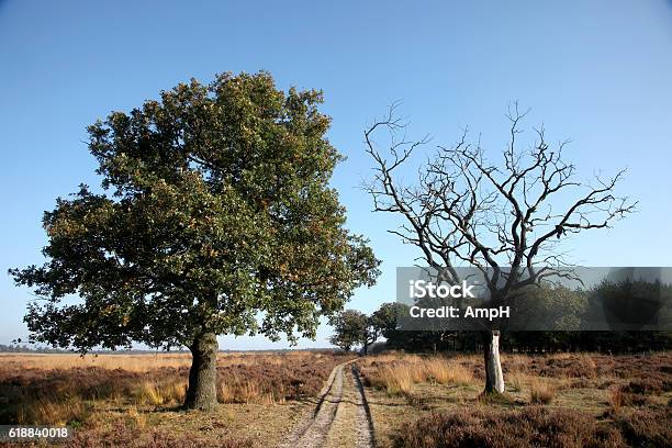 Two Trees And A Path Stock Photo - Download Image Now - Tree, Dead, Vitality