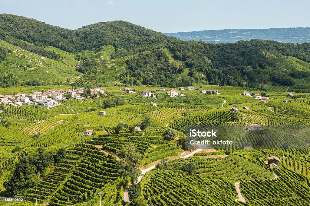 Prosecco vineyards in Valdobbiadene town Vineyards on the hills of Valdobbiadene, production zone of sparkling prosecco wine Prosecco Stock Photo