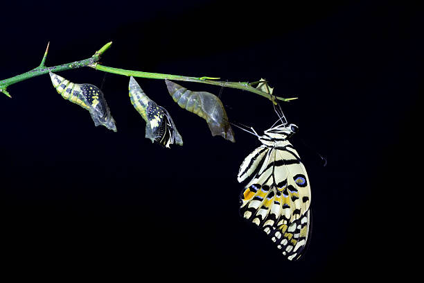 transformation of Lime Butterfly (papilio demoleus) on black bac stock photo