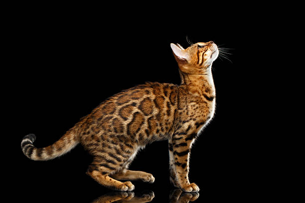 istock Adorable breed Bengal Cat isolated on Black Background 618840976
