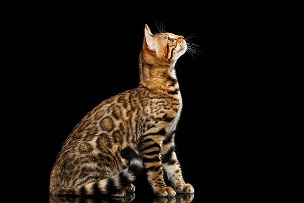 istock Adorable breed Bengal Cat isolated on Black Background 618841046