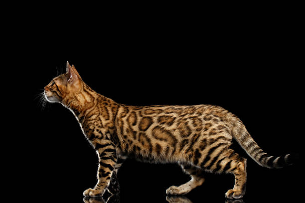 istock Adorable breed Bengal Cat isolated on Black Background 618841222