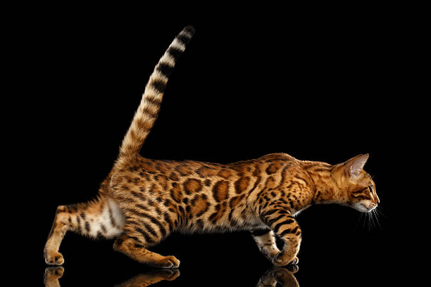 istock Adorable breed Bengal Cat isolated on Black Background 618841276