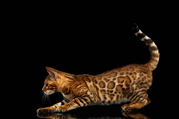 istock Adorable breed Bengal Cat isolated on Black Background 618841318