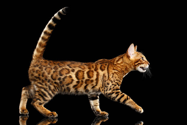 istock Adorable breed Bengal Cat isolated on Black Background 618841358