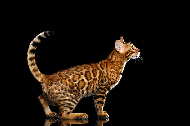 Playful Bengal Cat Standing on isolated Black Background with reflection, Side view
