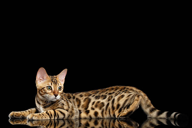 istock Adorable breed Bengal kitten isolated on Black Background 618841470