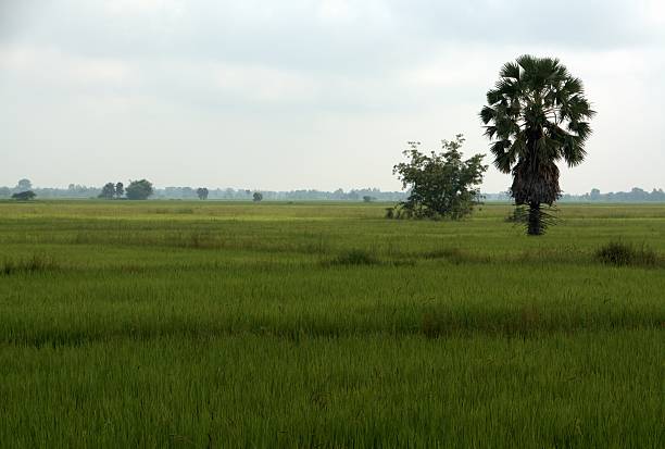 Rice fields in Nang Rong district, Buriram province.