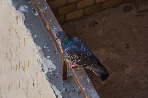 Pigeon sitting on the balcony of the old house with the orange paint on rusty perylene