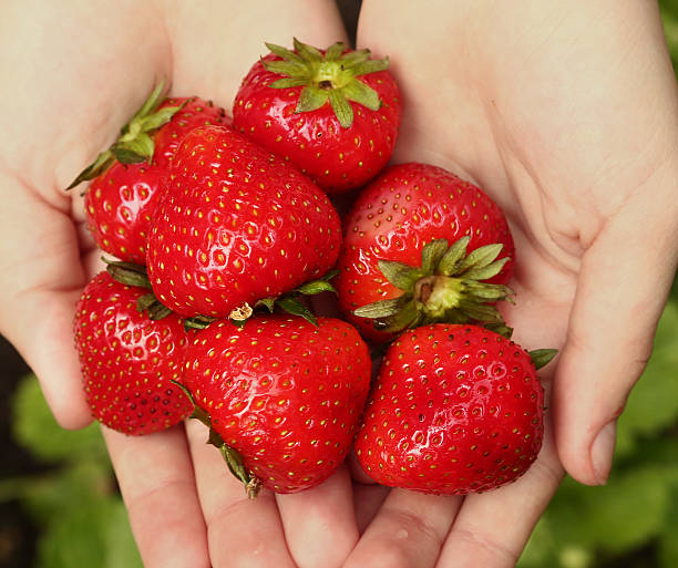 istock strawberries in human hand close up photo 618842668