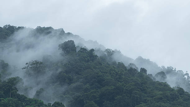 istock Forested mountain mist in a scenic landscape view 618843582