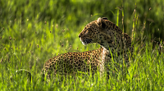 Leopard resting and basking in the long grass during the day, Serengeti, Tanzania