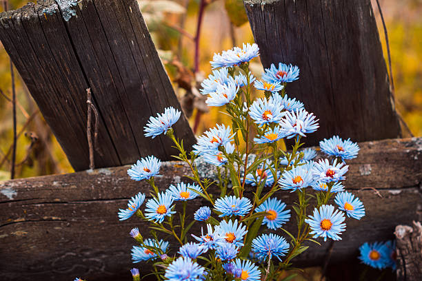 Aster flowers bloom in the garden. Selective focus.